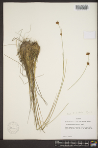 Rhynchospora filifolia image