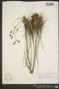 Rhynchospora filifolia image