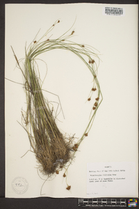 Rhynchospora filifolia image