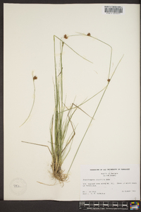 Rhynchospora filifolia image