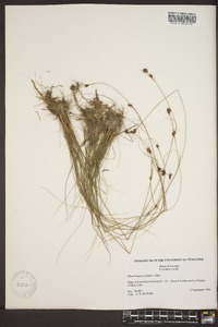 Rhynchospora filifolia image