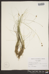 Rhynchospora filifolia image