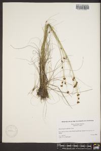 Rhynchospora filifolia image