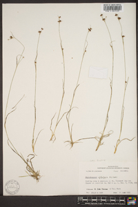 Rhynchospora globularis image