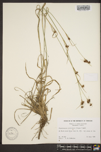 Rhynchospora globularis image