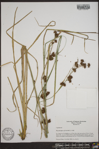 Rhynchospora glomerata image
