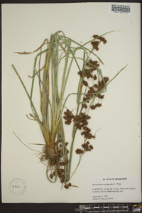 Rhynchospora glomerata image