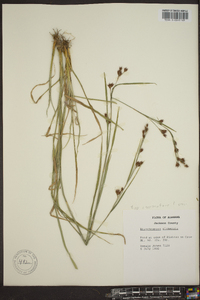 Rhynchospora glomerata image