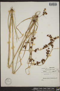 Rhynchospora glomerata image