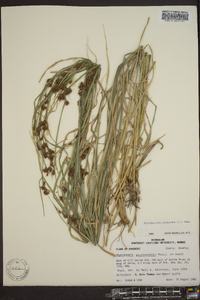 Rhynchospora glomerata image