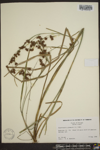 Rhynchospora glomerata image