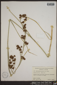 Rhynchospora glomerata image