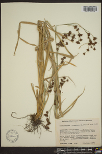 Rhynchospora glomerata image