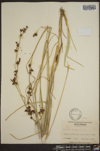 Rhynchospora glomerata image