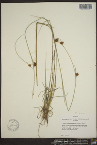 Rhynchospora harveyi image