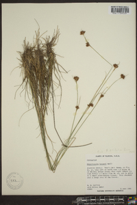 Rhynchospora filifolia image