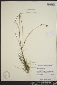 Rhynchospora filifolia image