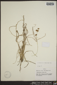 Rhynchospora filifolia image