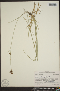 Rhynchospora filifolia image