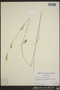 Rhynchospora inexpansa image