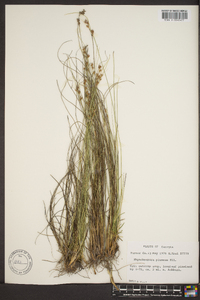 Rhynchospora plumosa image