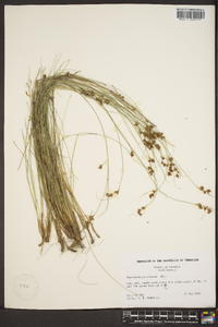 Rhynchospora plumosa image