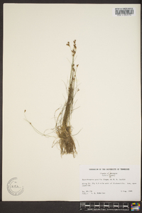 Rhynchospora pusilla image