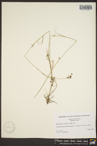 Rhynchospora rariflora image