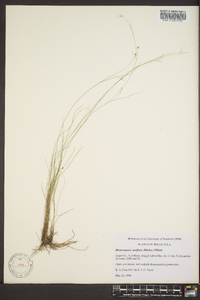 Rhynchospora rariflora image