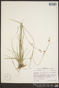 Rhynchospora rariflora image