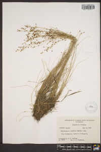 Rhynchospora rariflora image
