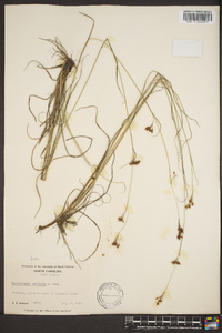 Rhynchospora torreyana image