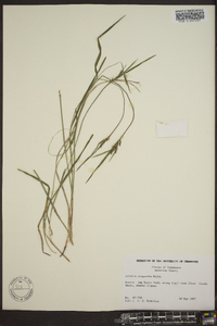 Scleria oligantha image