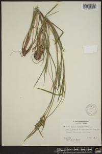 Scleria oligantha image