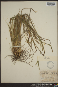 Scleria oligantha image