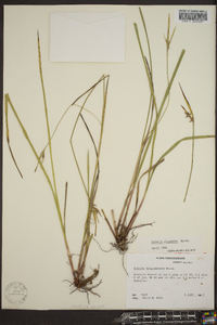 Scleria oligantha image