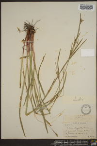 Scleria oligantha image