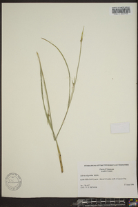 Scleria oligantha image