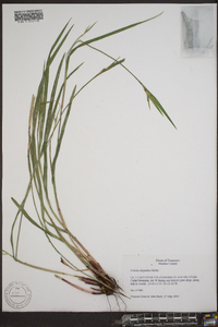 Scleria oligantha image