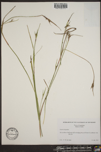 Scleria oligantha image