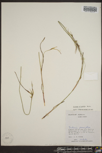 Scleria oligantha image