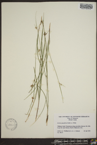 Scleria pauciflora image