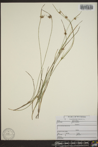 Scleria pauciflora image