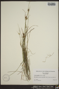 Scleria pauciflora image