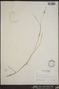 Scleria pauciflora image