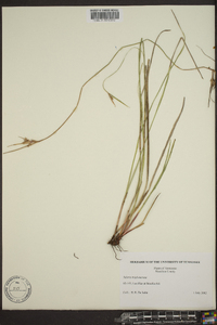 Scleria triglomerata image