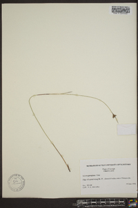 Scleria georgiana image