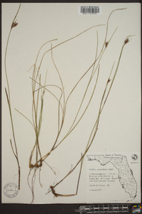 Scleria pauciflora image