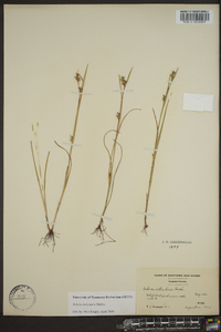 Scleria reticularis image