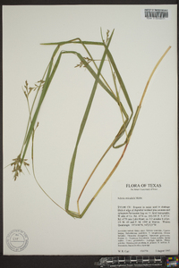 Scleria reticularis image